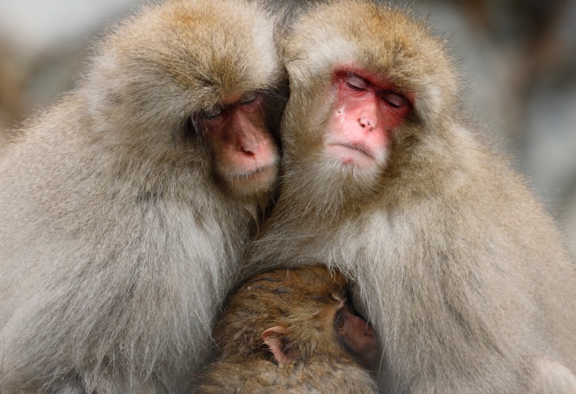 Image of monkeys taken using RF 600mm F11 IS STM