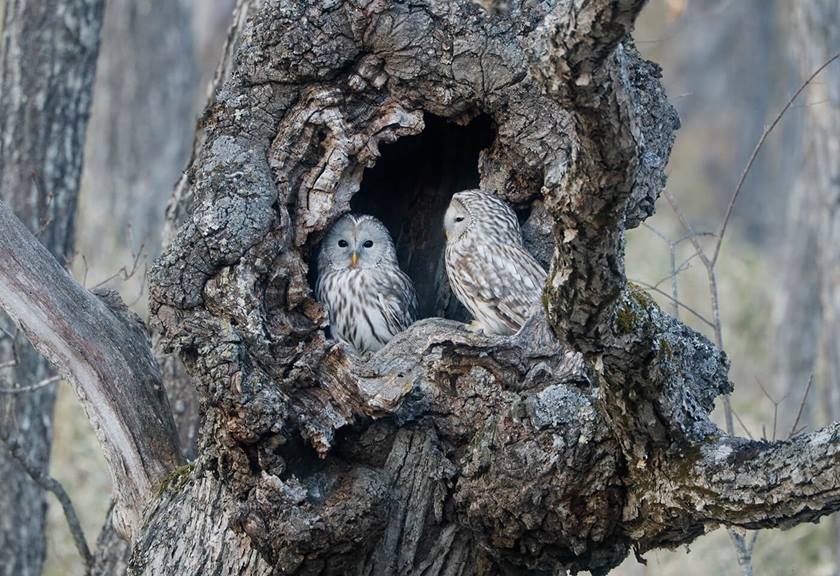 Image of owls taken using RF 800mm F11 IS STM