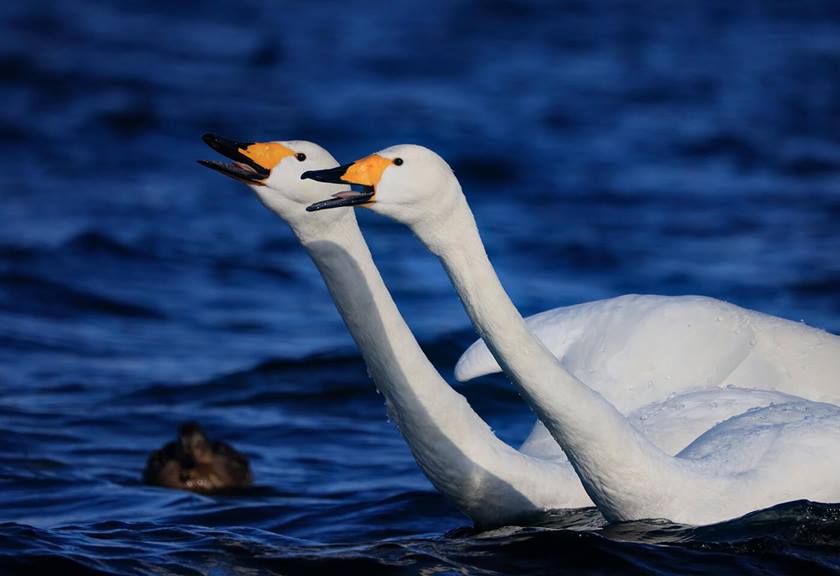 Image of swans taken using RF 800mm F11 IS STM