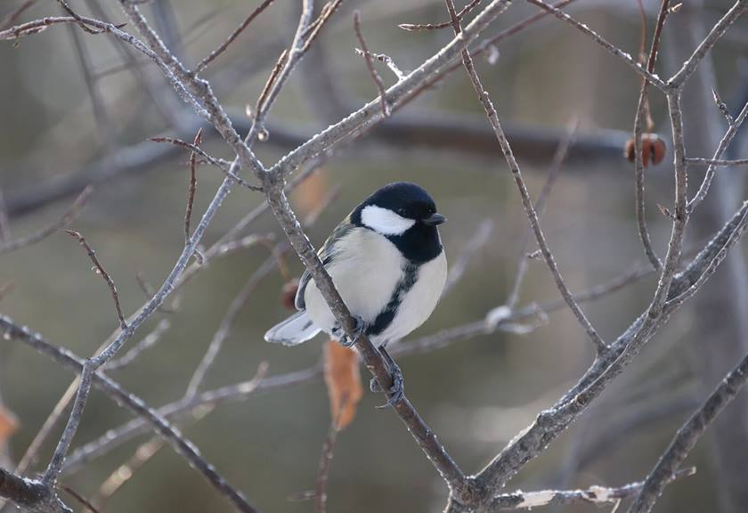 Image of a great tit bird taken using RF 800mm F11 IS STM