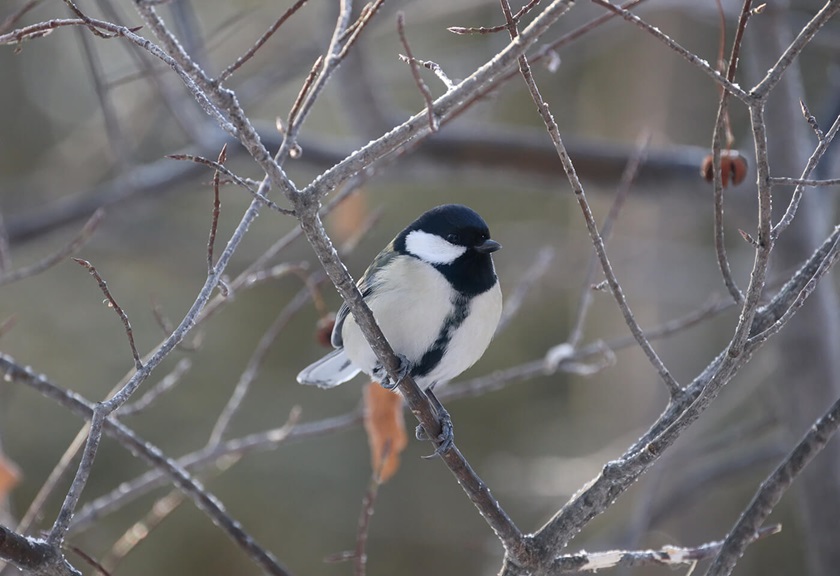 Image of a great tit bird taken using RF 800mm F11 IS STM