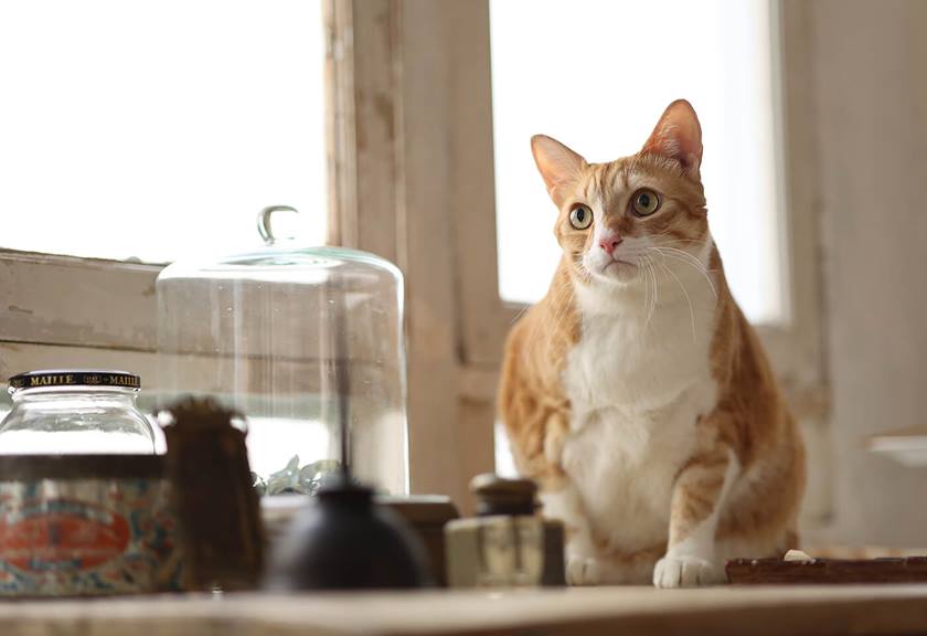 Image of a cat taken using RF 85mm f/2 Macro IS STM