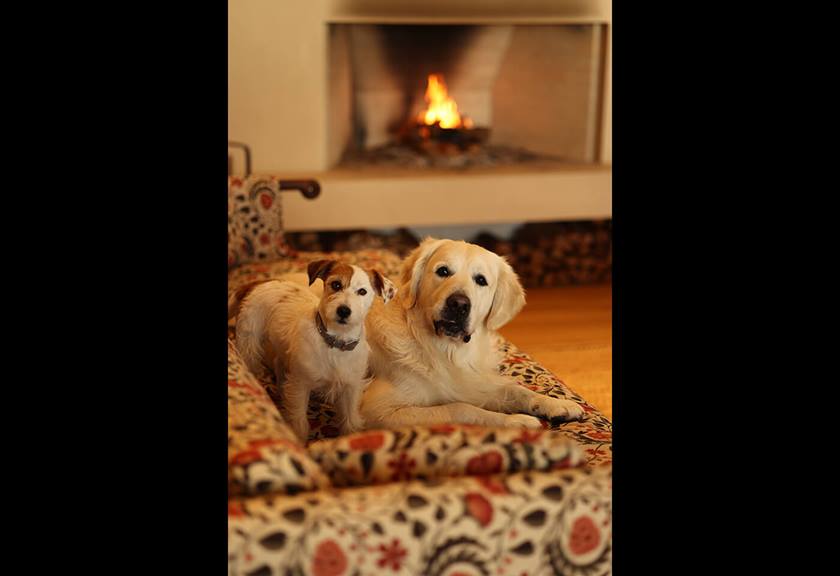 Image of dogs taken using RF 85mm f/2 Macro IS STM