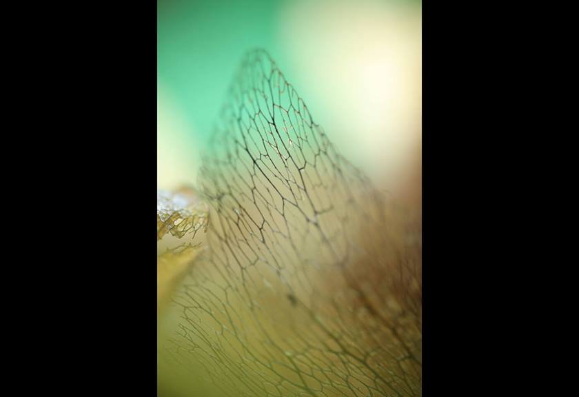 Macro image of dry leaf taken using RF 85mm f/2 Macro IS STM