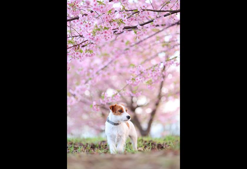 Image of a dog and pink tree taken using RF 85mm f/2 Macro IS STM