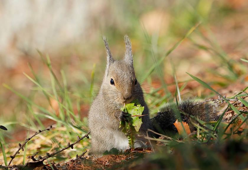 Image of rabbit