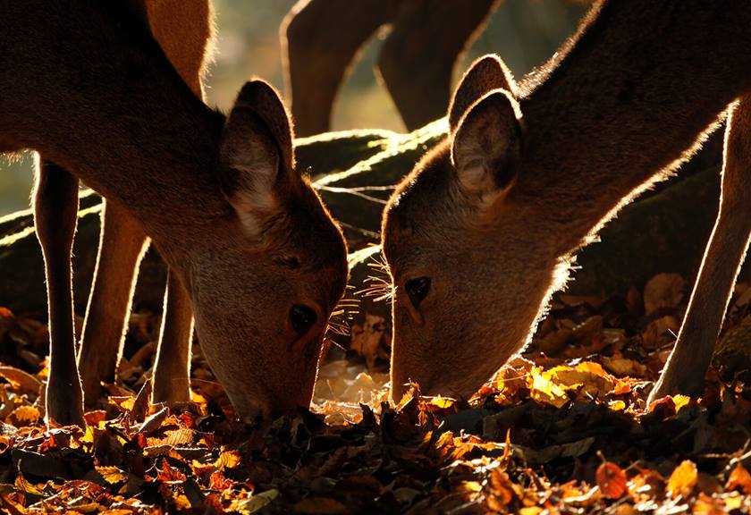 Image of deers eating