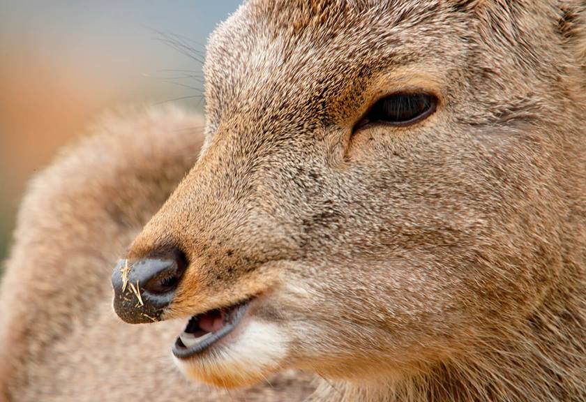 Close up image of deer