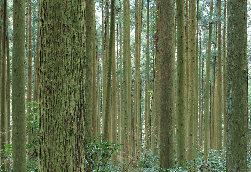 Image of tree trunks taken using RF-S 18-45mm f/4.5-6.3 IS STM standard zom lens