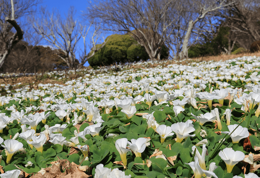 Image of a flower field taken using RF-S 18-45mm f/4.5-6.3 IS STM standard zoom lens