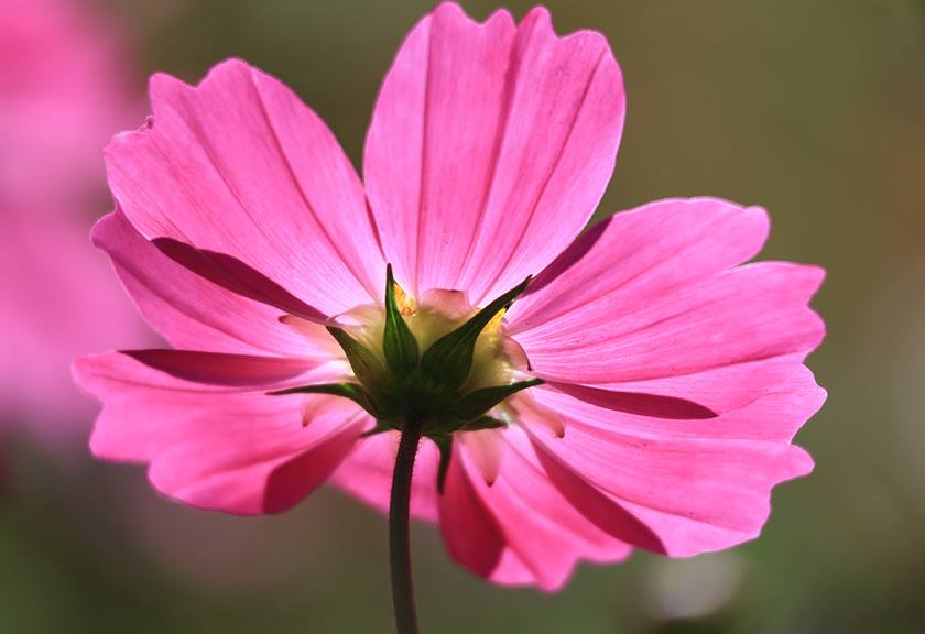 Image of a pink flower taken with the RF-S 55-210mm f/5-7.1 IS STM telephoto lens