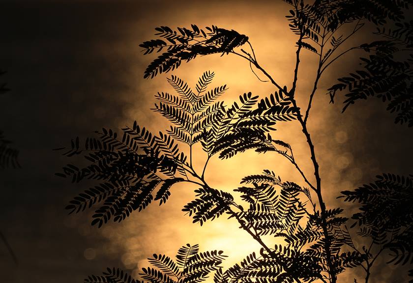 Image of a plant's silhouette taken with the RF-S 55-210mm f/5-7.1 IS STM telephoto lens