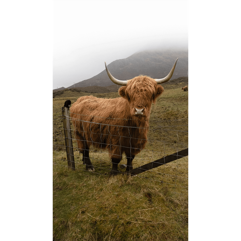 Image of a brown highland cow in front of foggy mountains