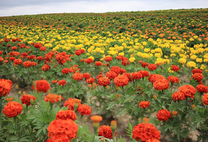 Flower field sample image taken with TS-E 50mm f/2.8L Macro Tilt Shift