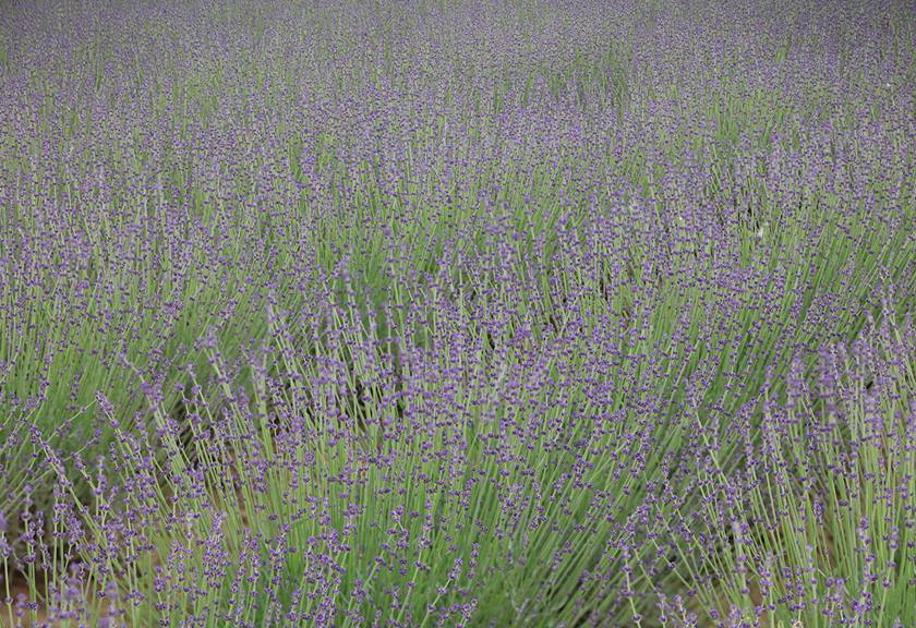 Lavendars sample image taken with TSE 135mm f4L Macro