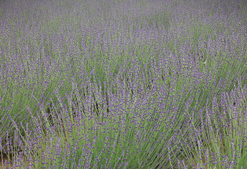 Lavendars sample image taken with TSE 135mm f4L Macro