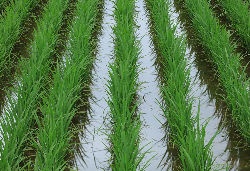 Farm crop sample image taken with TSE 135mm f4L Macro