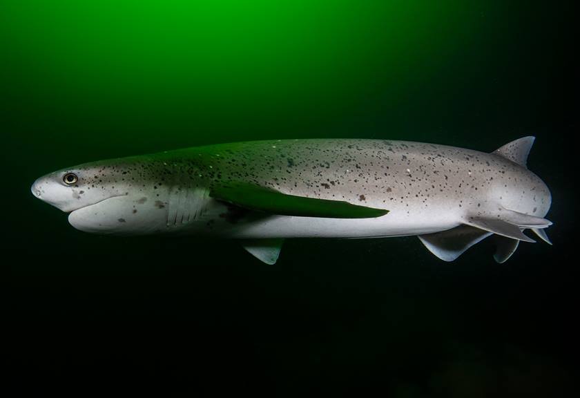 Underwater Wildlife Photography Tips Carousel Image 1