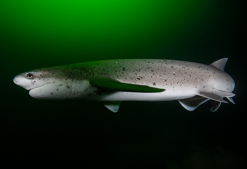 Underwater Wildlife Photography Tips Carousel Image 1