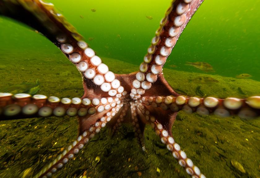 Underwater Wildlife Photography Tips Carousel Image 2