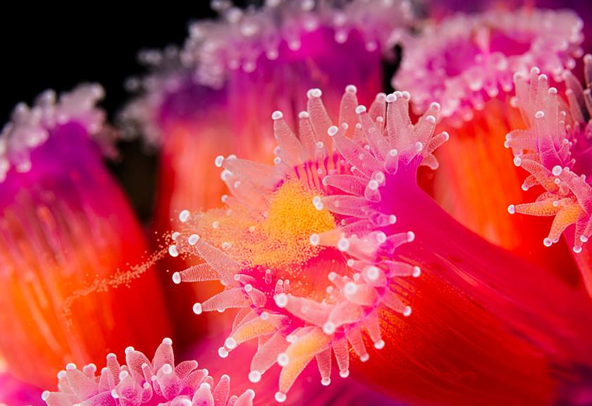 Underwater Wildlife Photography Tips Carousel Image 3