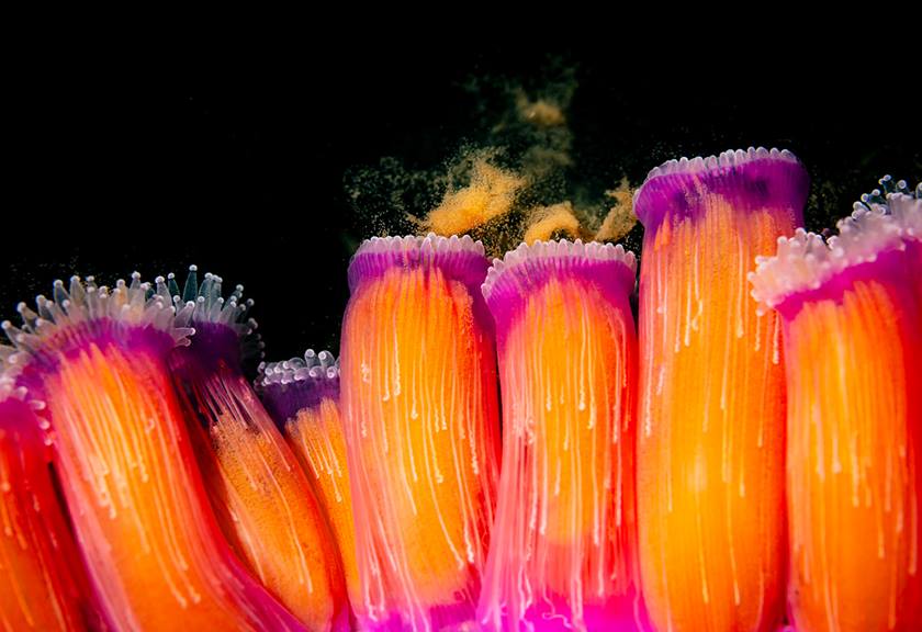 Underwater Wildlife Photography Tips Carousel Image 4