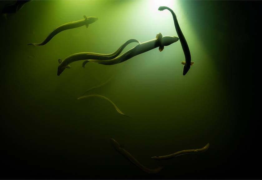 Underwater Wildlife Photography Tips Carousel Image 5