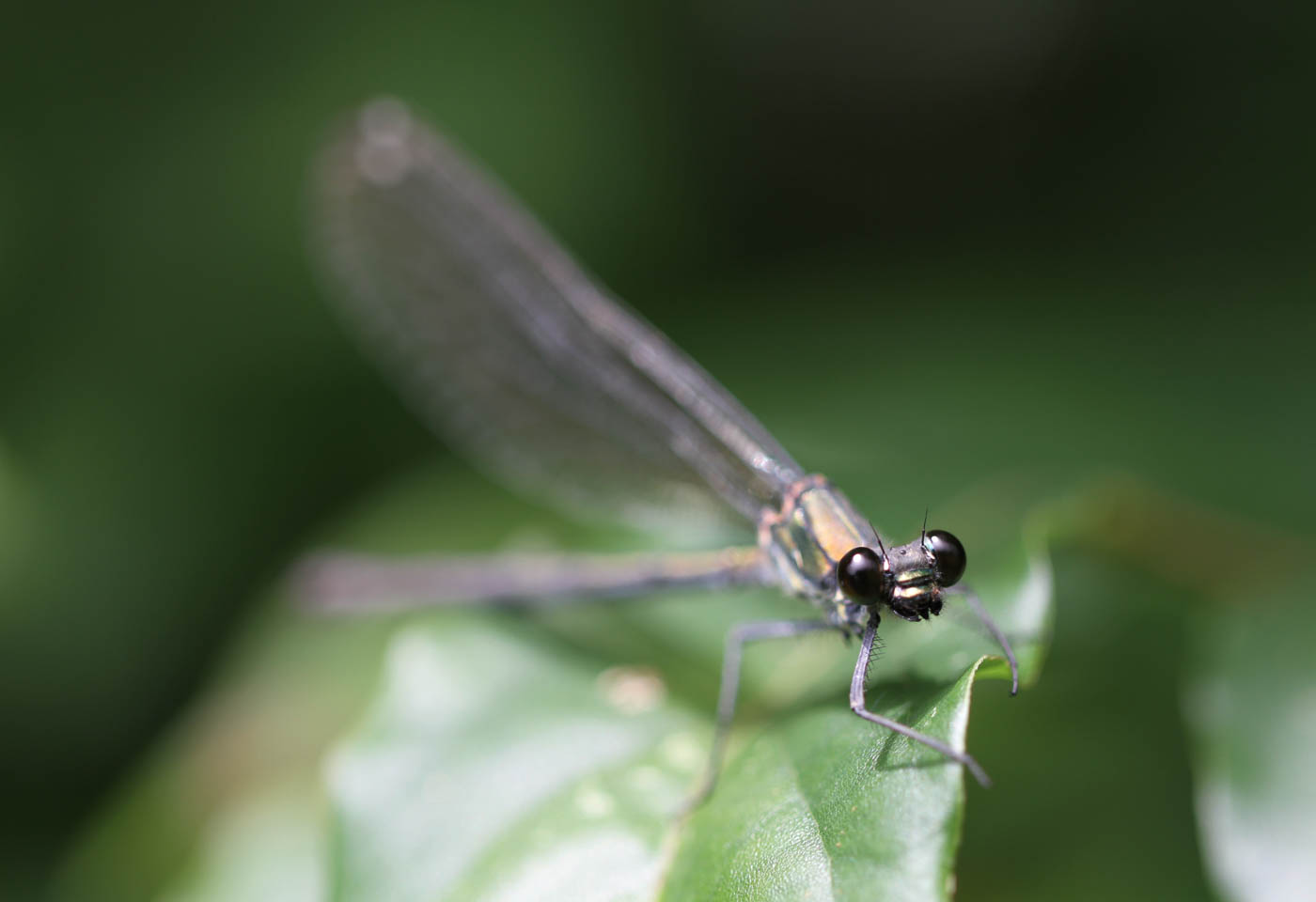 EF 100mm f/2.8L Macro IS USM Lens | Canon Australia