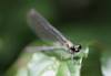 Close up of a dragonfly on leaf