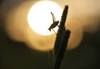 Cricket on a plant at sunset
