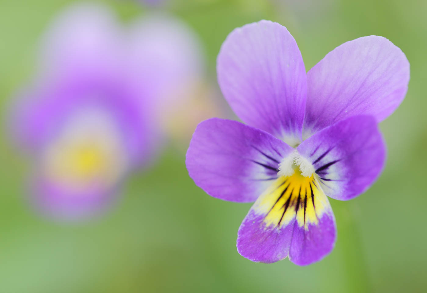 Close up of a flower
