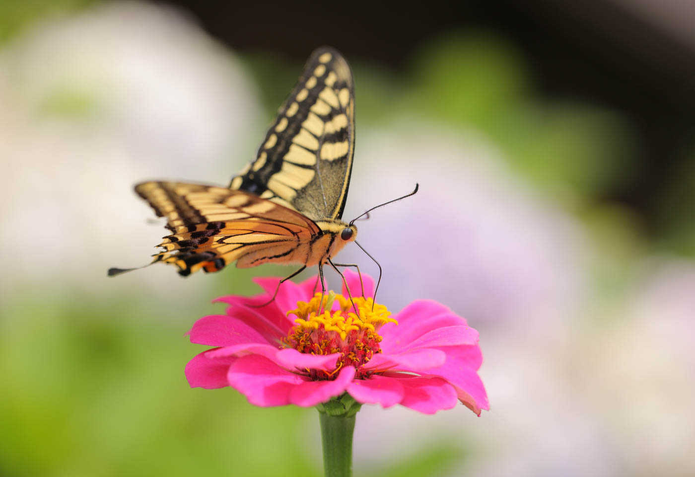 Close up of a butterfly on a flower