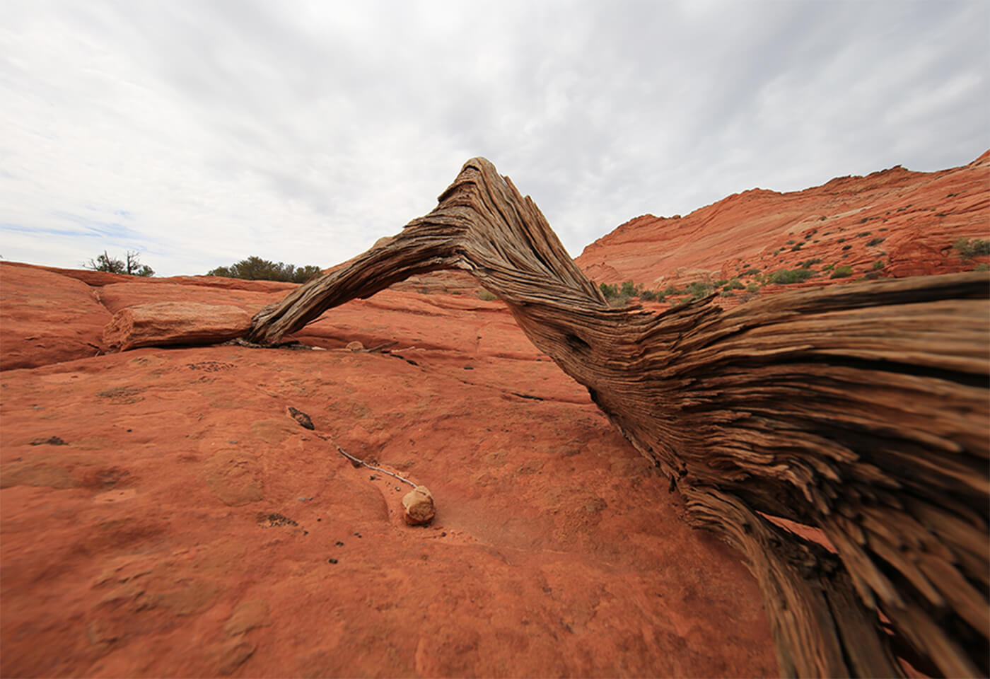 Image of a dead tree lying across red sand taken with the Canon EF 11-24mm f4L USM wide zoom lens