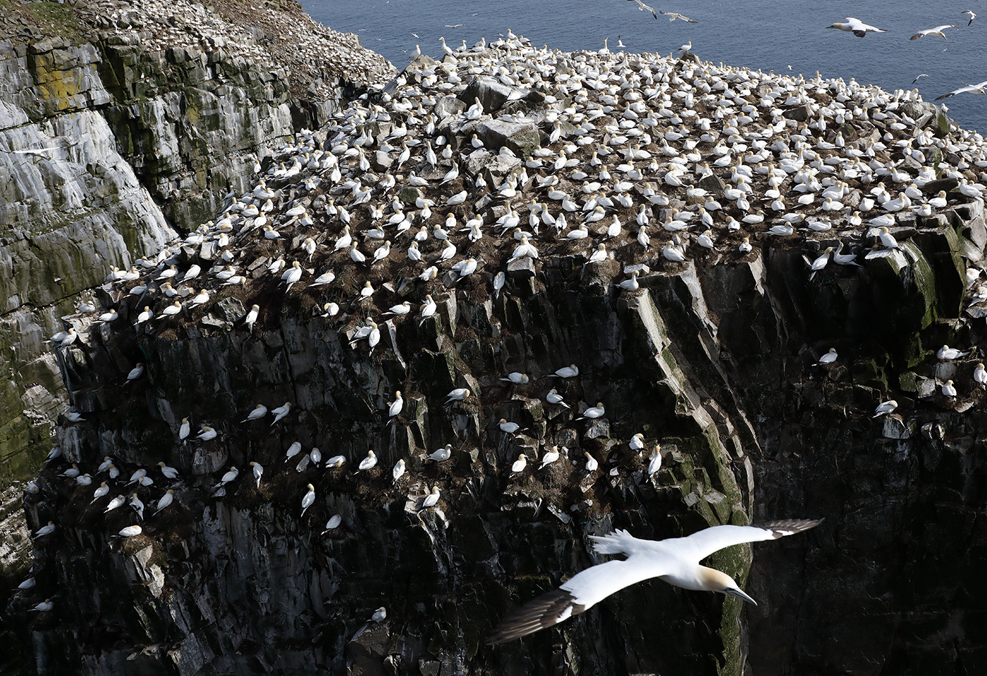 Birds on a rock at sea