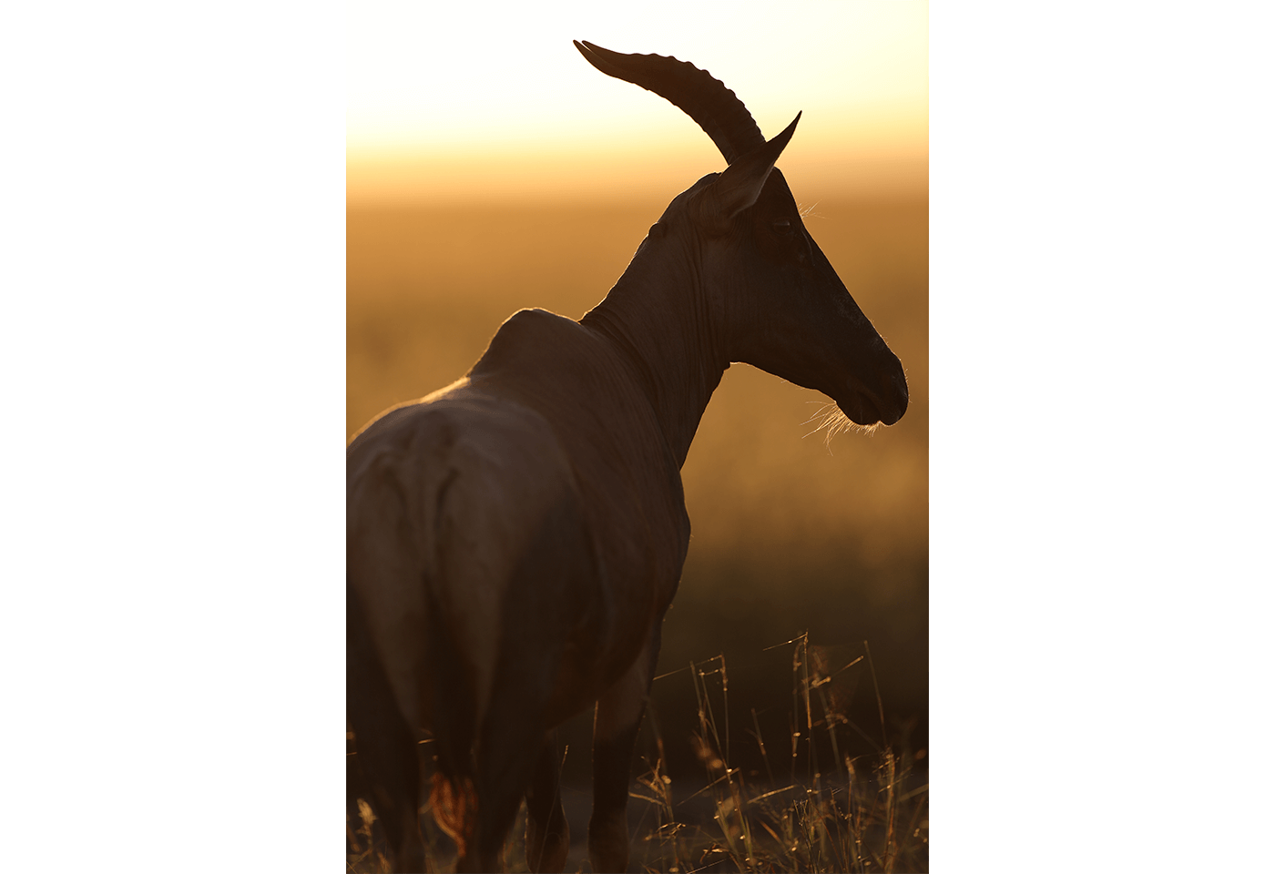 Photo taken with EF 400mm f/2.8L IS III USM Lens 