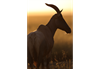 Photo taken with EF 400mm f/2.8L IS III USM Lens 