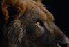 Lion up close taken with Canon EF 600mm f4L IS II USM lens