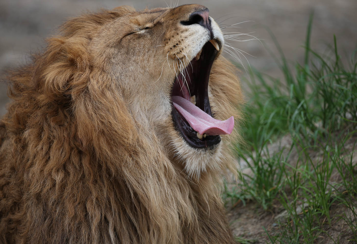 Roaring lion taken with Canon EF Extender 1.4x III