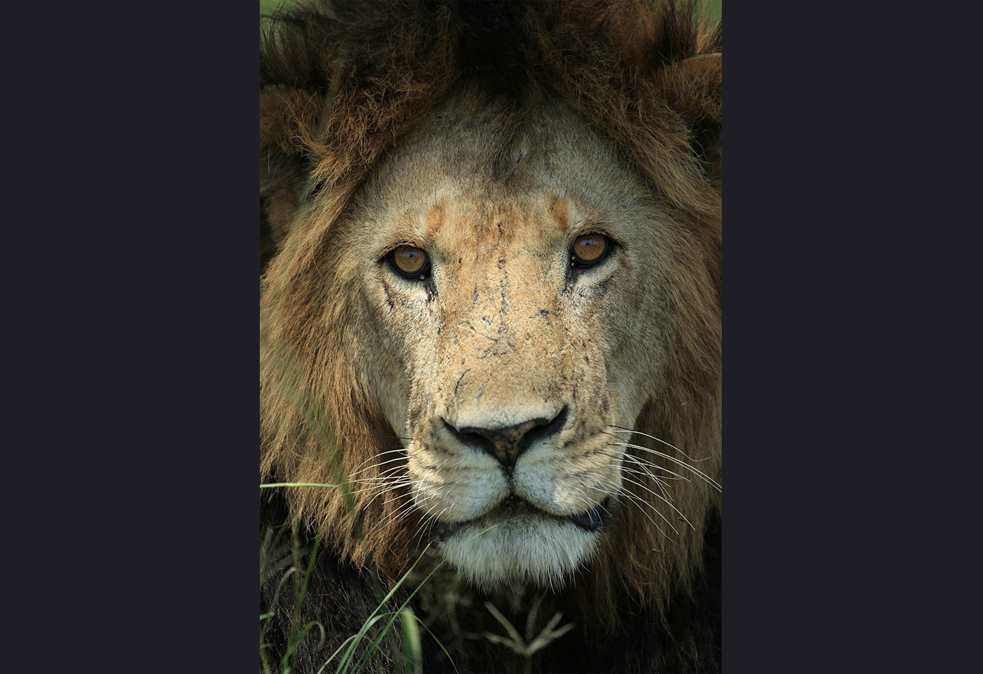 Lion close-up Canon EF Extender 2.0x III lens