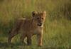 Lion cub taken with Canon EF Extender 2.0x III lens