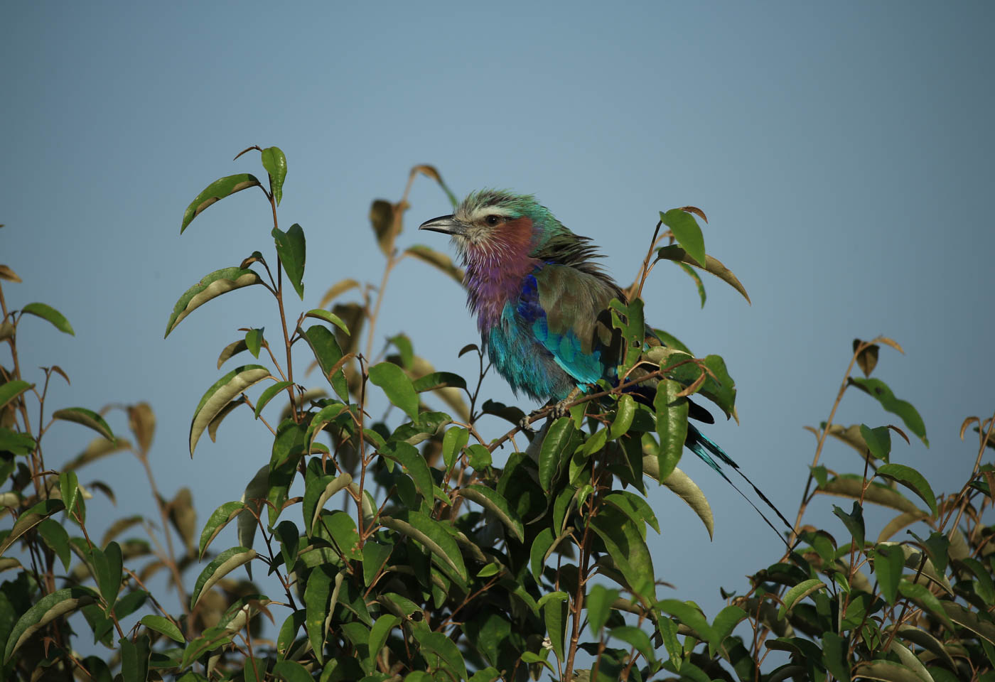 Colourful bird in tree taken with Canon EF Extender 2.0x III lens