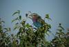 Colourful bird in tree taken with Canon EF Extender 2.0x III lens