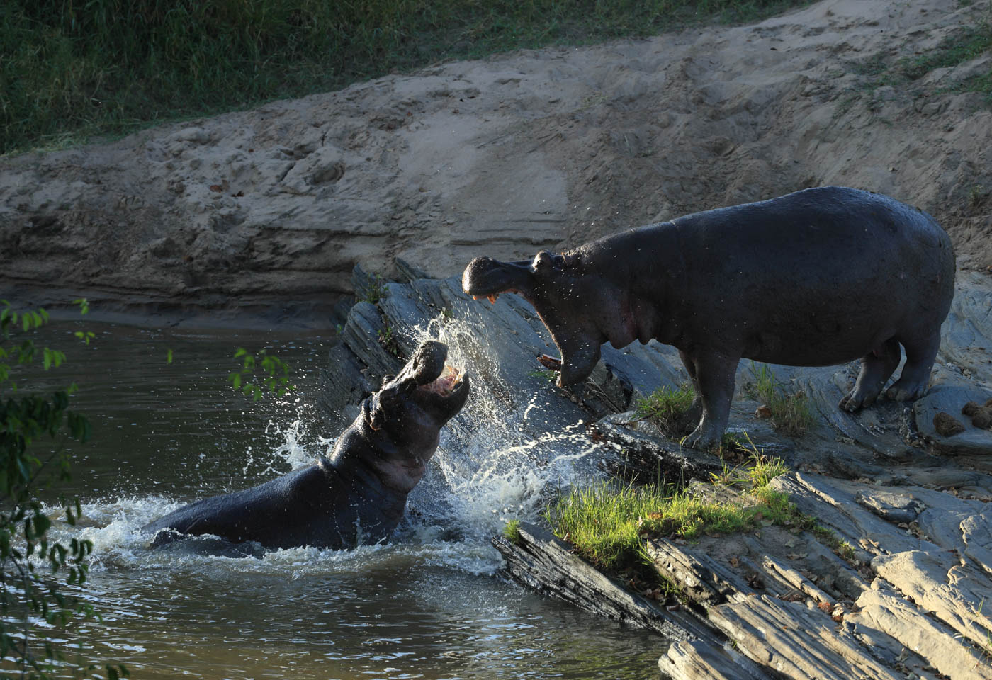 Growling hippos taken with Canon EF Extender 2.0x III lens