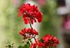 Flowers captured by Canon Camera with EF-S 55-350mm f/4-5.6 IS STM lens