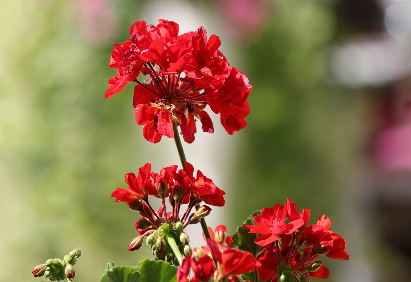 Flowers captured by Canon Camera with EF-S 55-350mm f/4-5.6 IS STM lens