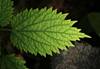 Image of leaf captured by Canon Camera with EF-S 55-350mm f/4-5.6 IS STM lens