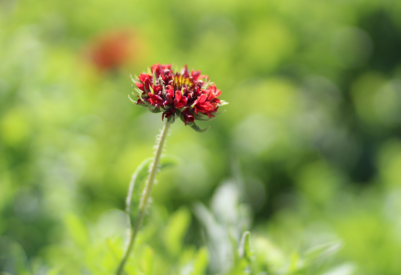 Red flower in the grass