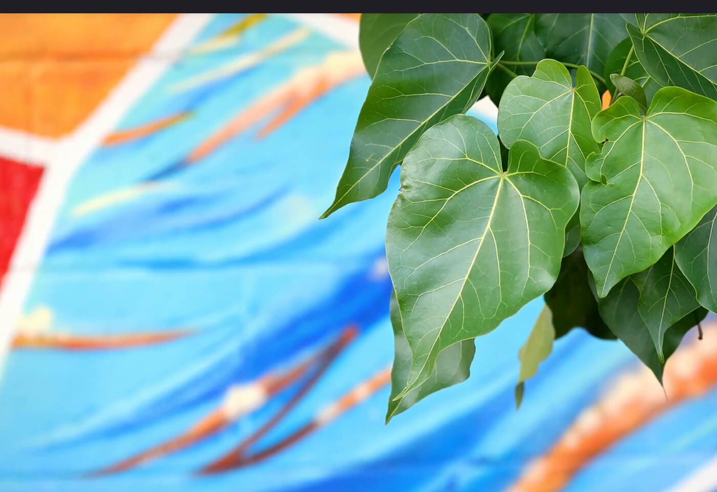 Leaf with colourful background