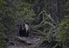 Bear in the woods