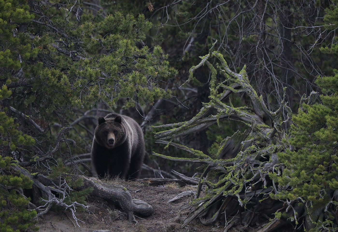 Bear in the woods